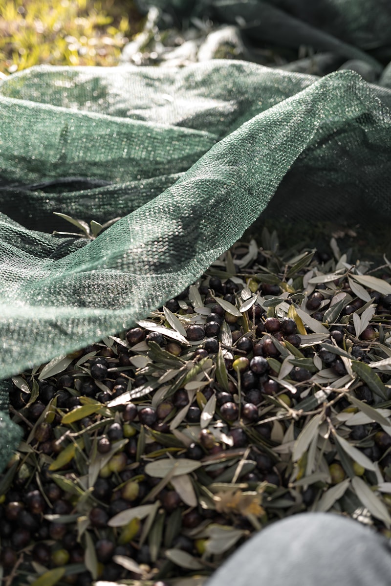Raccolta delle olive fresche con rete tradizionale